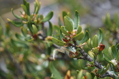 Cercocarpus ledifolius intermontanus