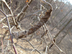 Phostria harutai