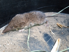 Myosorex varius