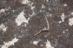 Cercocarpus ledifolius intermontanus