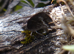 Strabena triophthalma