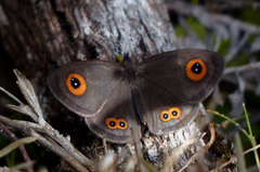 Strabena triophthalma