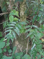 Asplenium gemmiferum