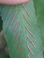 Asplenium gemmiferum