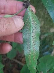 Asplenium gemmiferum