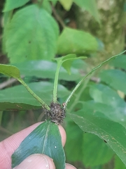 Asplenium gemmiferum