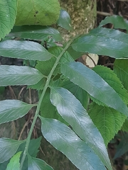 Asplenium gemmiferum