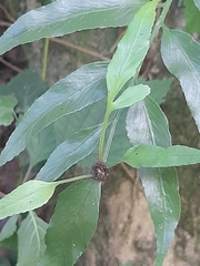 Asplenium gemmiferum
