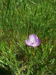 Calochortus uniflorus