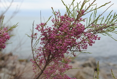 Tamarix