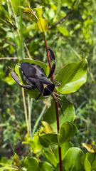 Petascelis remipes