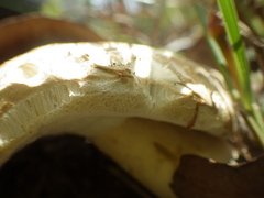 Boletus austroedulis