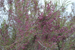Tamarix