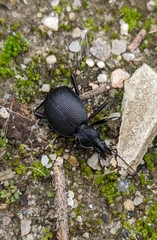 Scaphinotus interruptus