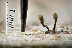 Chaenotheca olivaceorufa