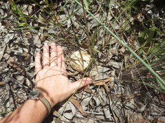 Boletus austroedulis