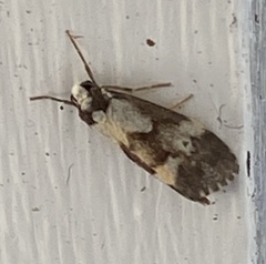 Philenora aspectalella