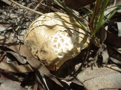 Boletus austroedulis