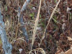 Elymus woroschilowii