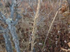 Elymus woroschilowii
