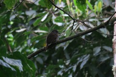 Malacoptila fulvogularis