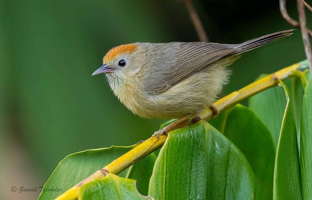 Rufous-fronted Babbler photo