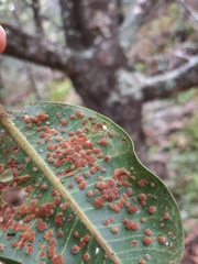 Thwaitesia nigronodosa