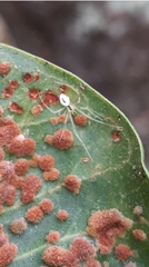 Thwaitesia nigronodosa
