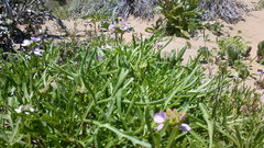 Cakile maritima euxina