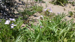 Cakile maritima euxina