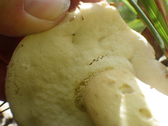 Boletus austroedulis
