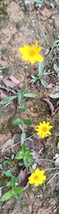 Wedelia acapulcensis