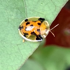 Aspidimorpha punctum