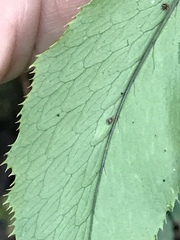 Cyrtomium caryotideum