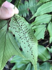 Cyrtomium caryotideum