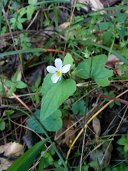 Viola ocellata