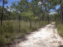 Boletus austroedulis