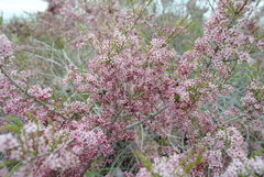 Tamarix