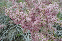 Tamarix
