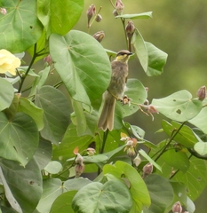 Gavicalis fasciogularis
