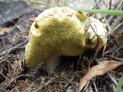 Boletus austroedulis