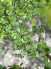 Boronia algida