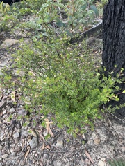 Boronia algida