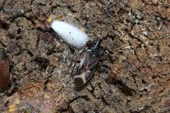 Anthocoris japonicus