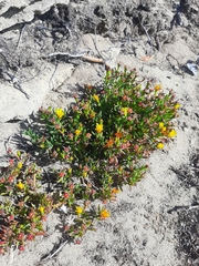 Lampranthus fergusoniae
