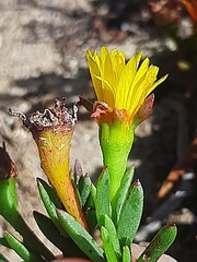 Lampranthus fergusoniae