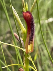 Cryptostylis hunteriana