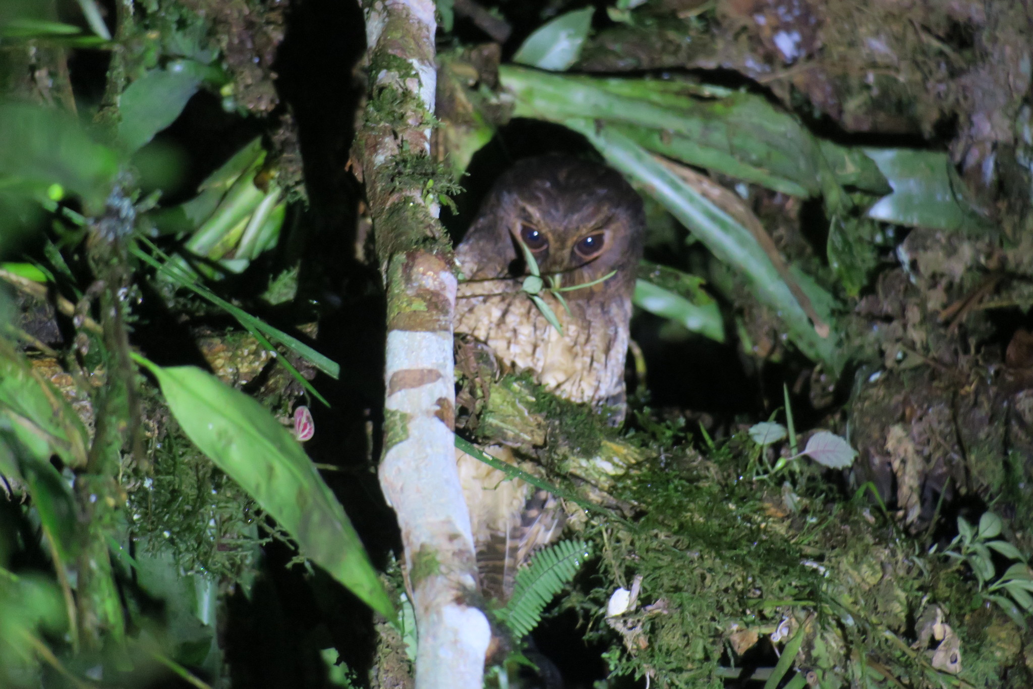 Rufescent Screech Owl (Megascops ingens), photo 10