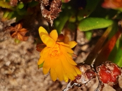 Lampranthus fergusoniae