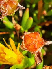 Lampranthus fergusoniae